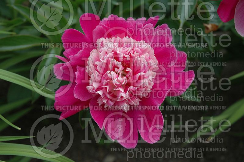 Paeonia Raspberry Ice (Peony) 1