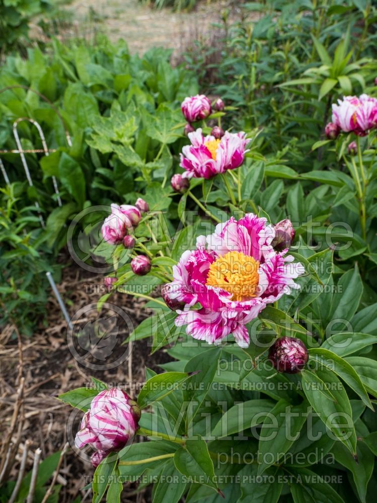 Paeonia Raspberry Rumba (Peony) 6 