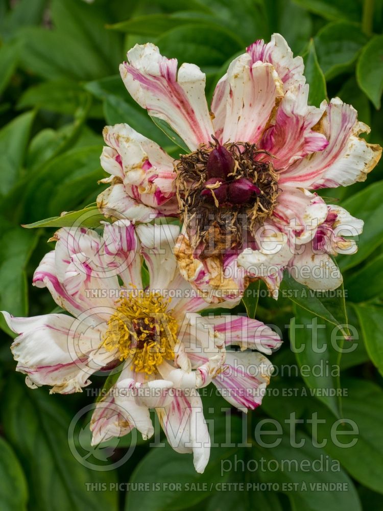 Paeonia Raspberry Rumba (Peony) 3 