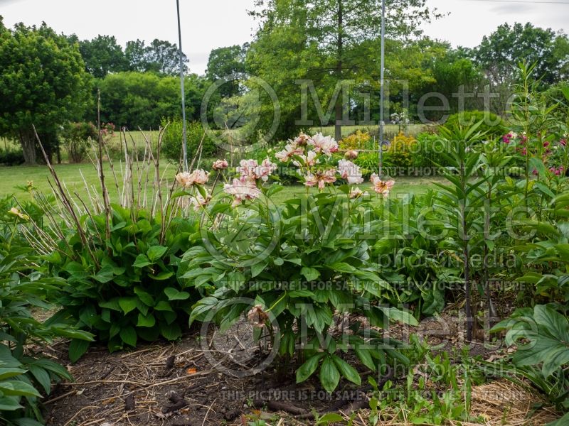 Paeonia Raspberry Rumba (Peony) 2 