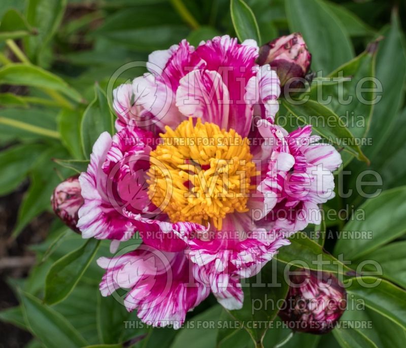 Paeonia Raspberry Rumba (Peony) 5 