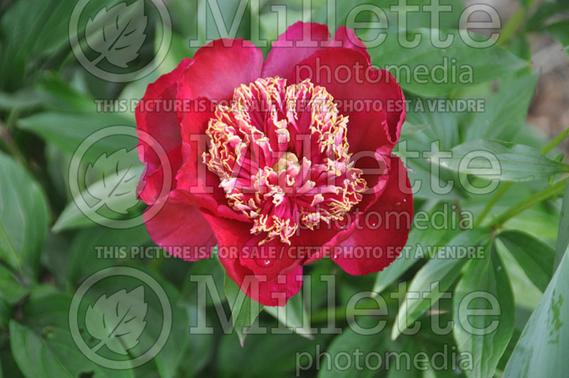 Paeonia Ray Payton (Peony) 1 