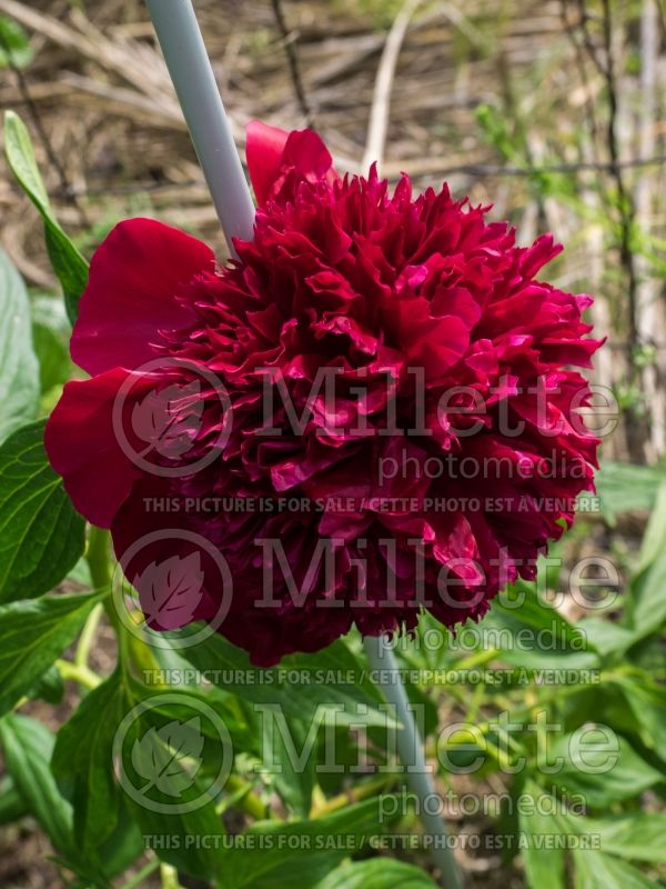 Paeonia Red Charm (Peony) 3 