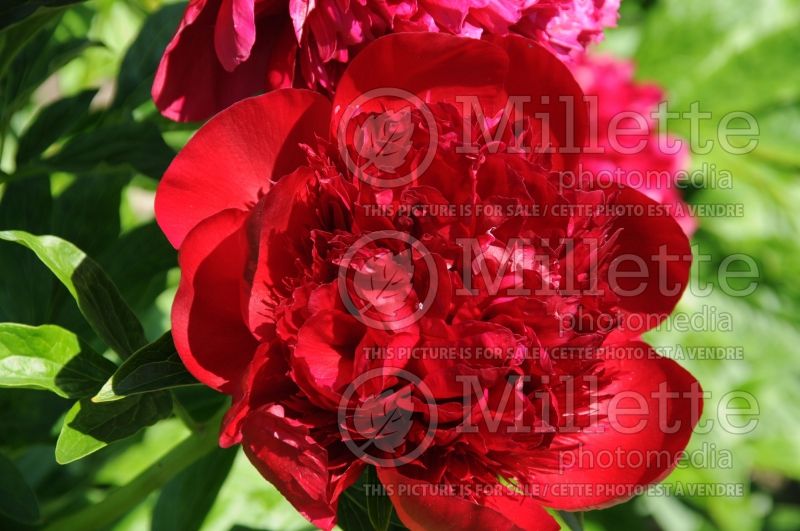 Paeonia Red Charm (Peony) 4 