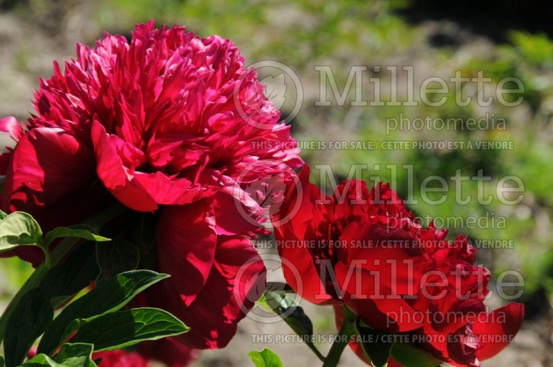 Paeonia Red Charm (Peony) 5 