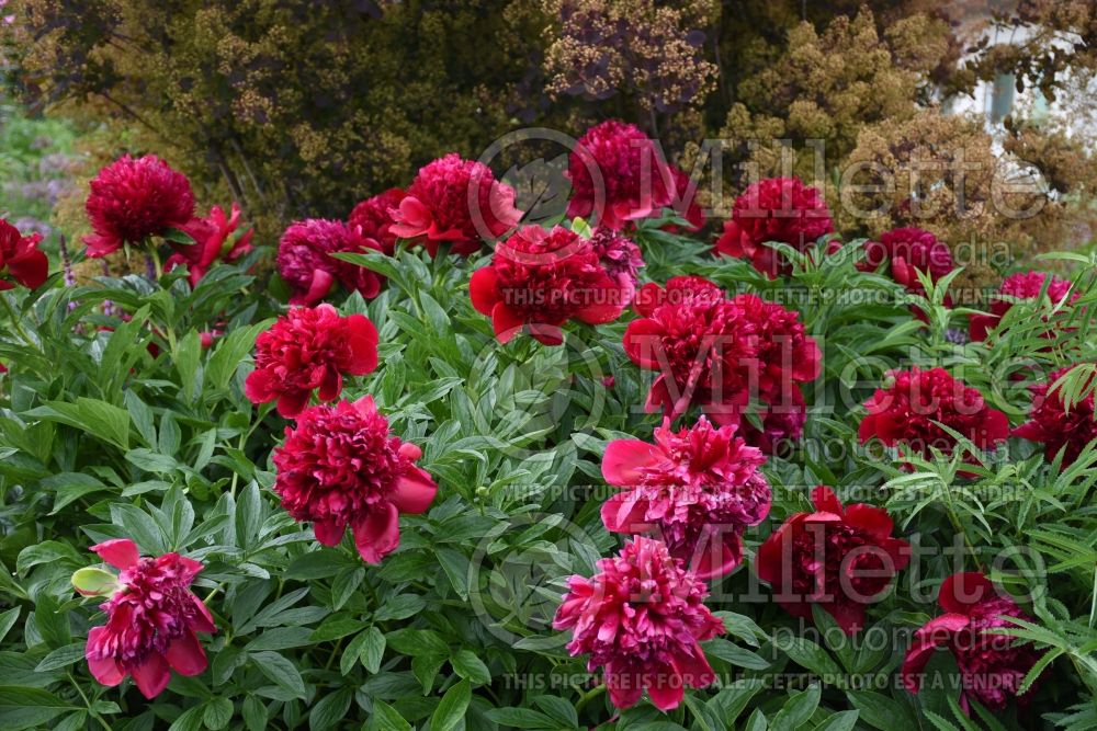 Paeonia Red Charm (Peony) 6 