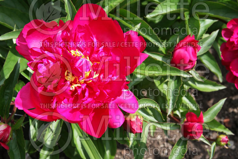 Paeonia Richard Carvel (Peony) 1 