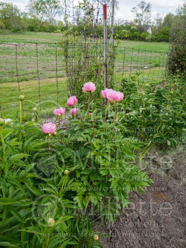 Paeonia Roselette (Peony) 3 