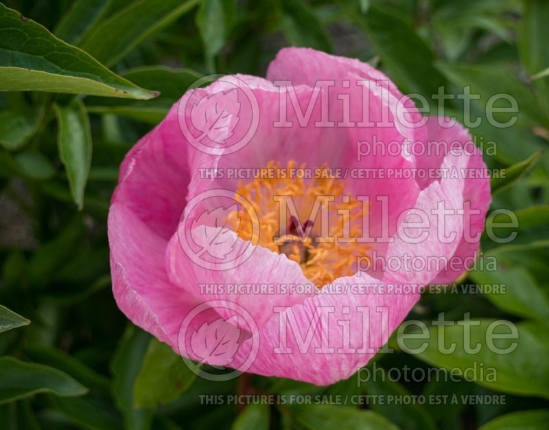 Paeonia Roselette (Peony) 4 