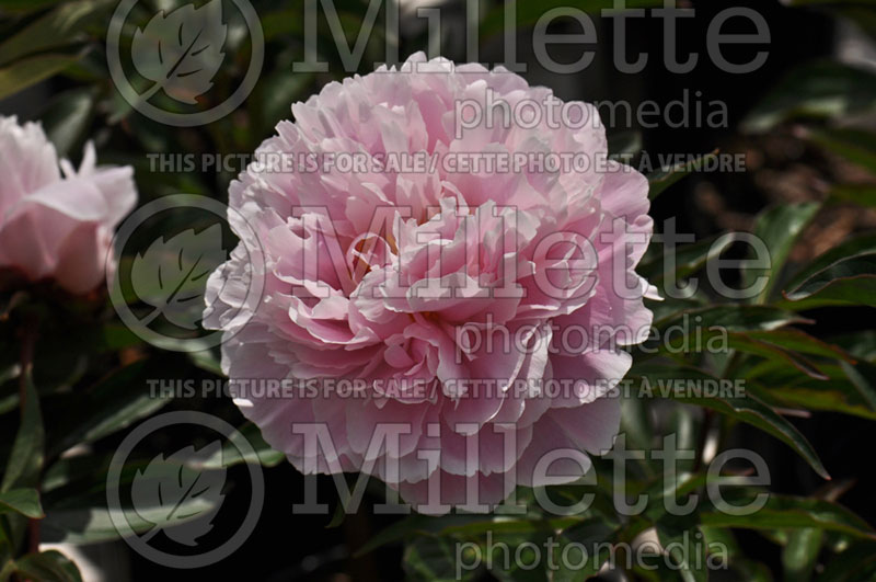 Paeonia Sarah Bernhardt (Peony) 6 