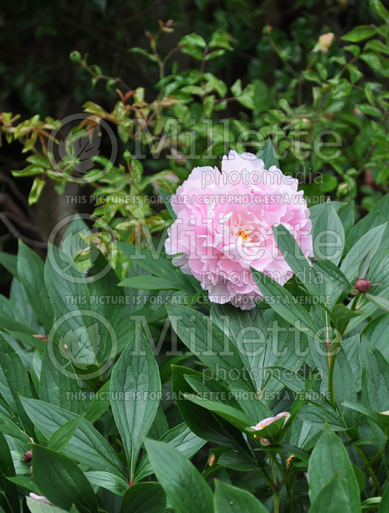 Paeonia Sarah Bernhardt (Peony) 7 