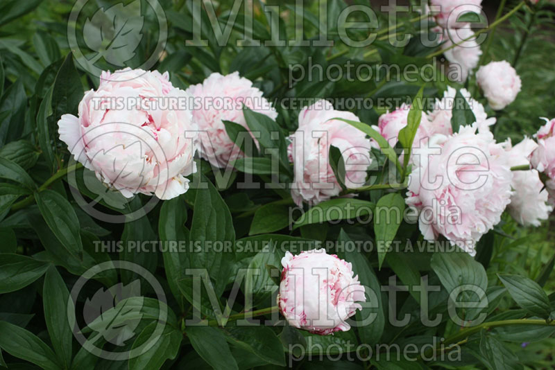 Paeonia Sarah Bernhardt (Peony) 4 