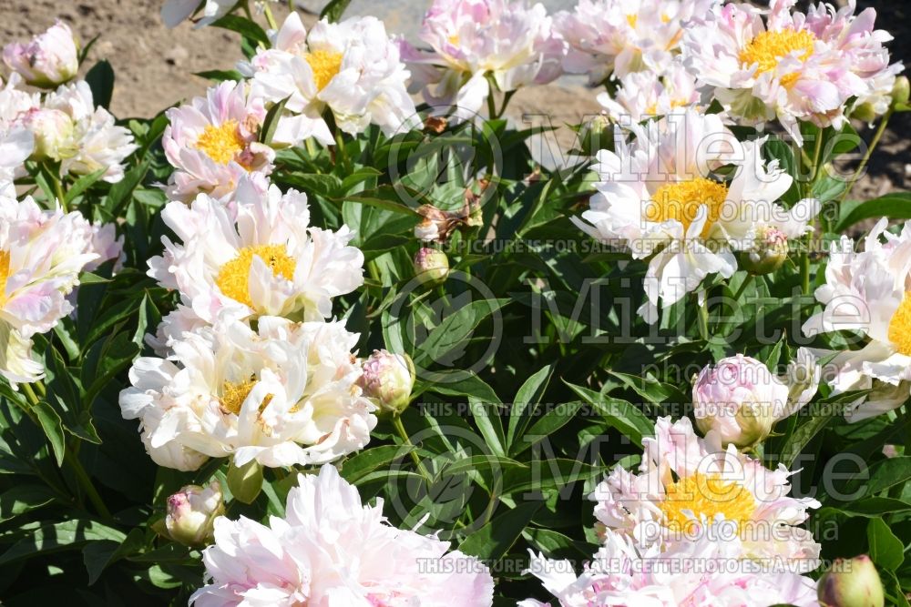 Paeonia Scatterbrain Pink (Peony) 1 