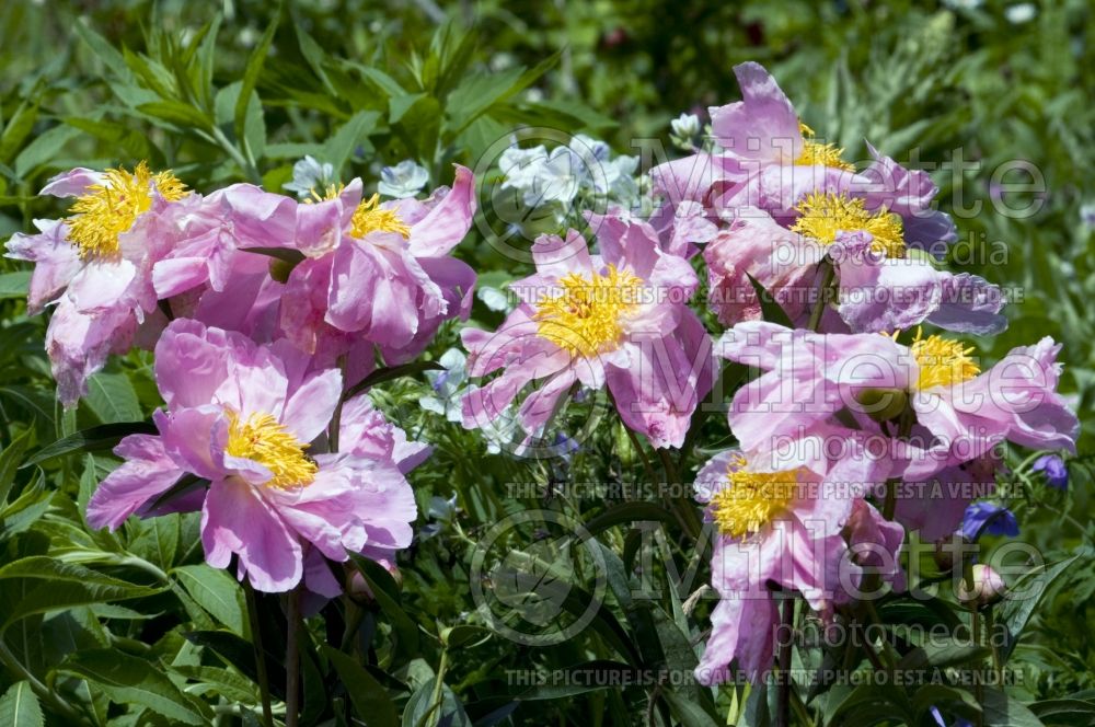 Paeonia Sea Shell (Peony)  1