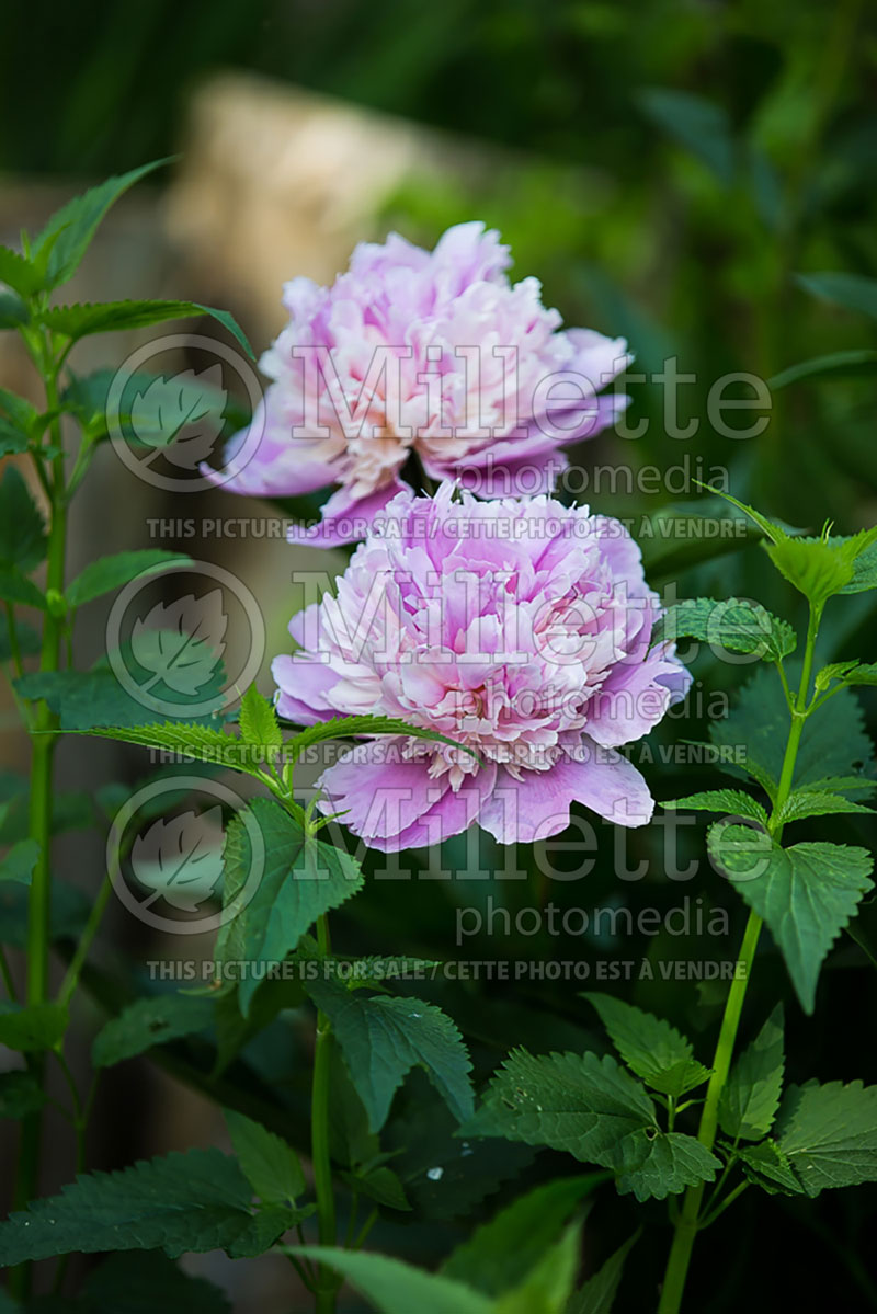 Paeonia Sorbet (Peony) 3 