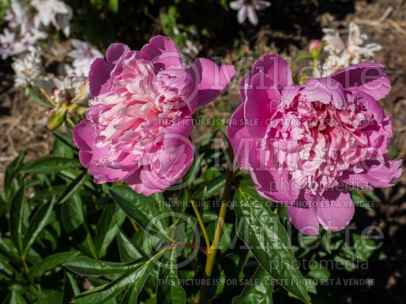 Paeonia Sorbet (Peony) 4 