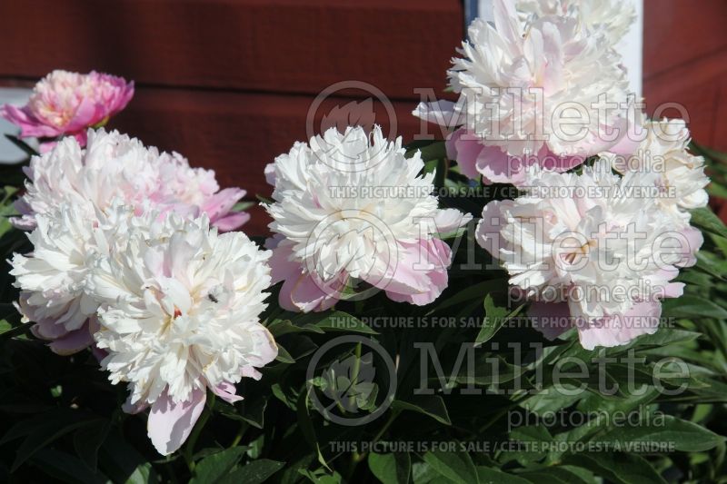 Paeonia Sorbet (Peony) 6 