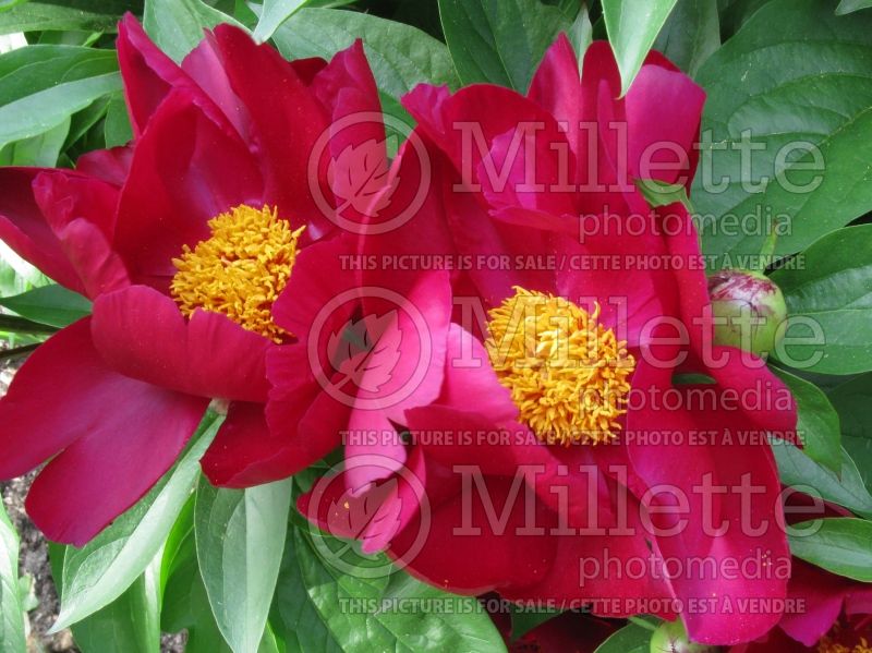 Paeonia Sorcerer or Lights Out (Peony) 1 