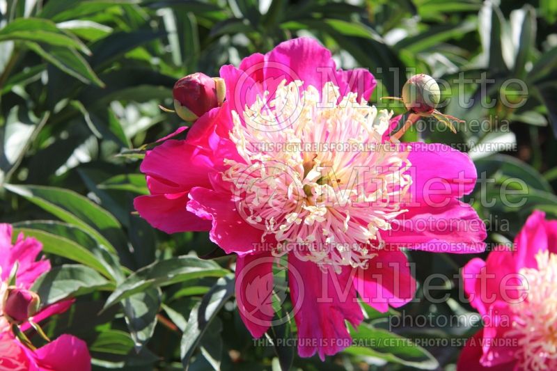 Paeonia Spiffy (Peony) 3 