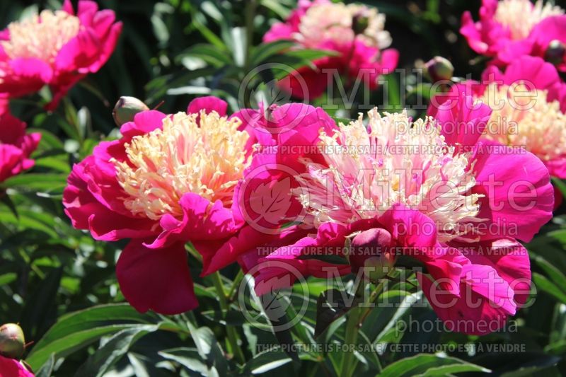 Paeonia Spiffy (Peony) 4