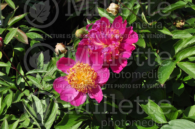 Paeonia Tom Eckhardt (Peony) 1 