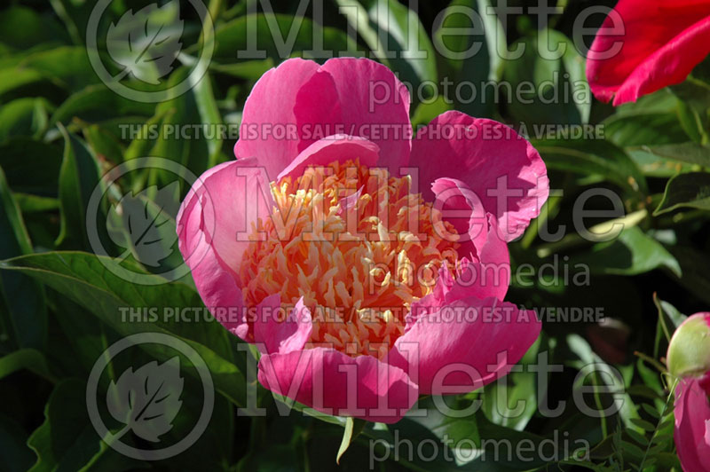 Paeonia Tom Eckhardt (Peony) 2 