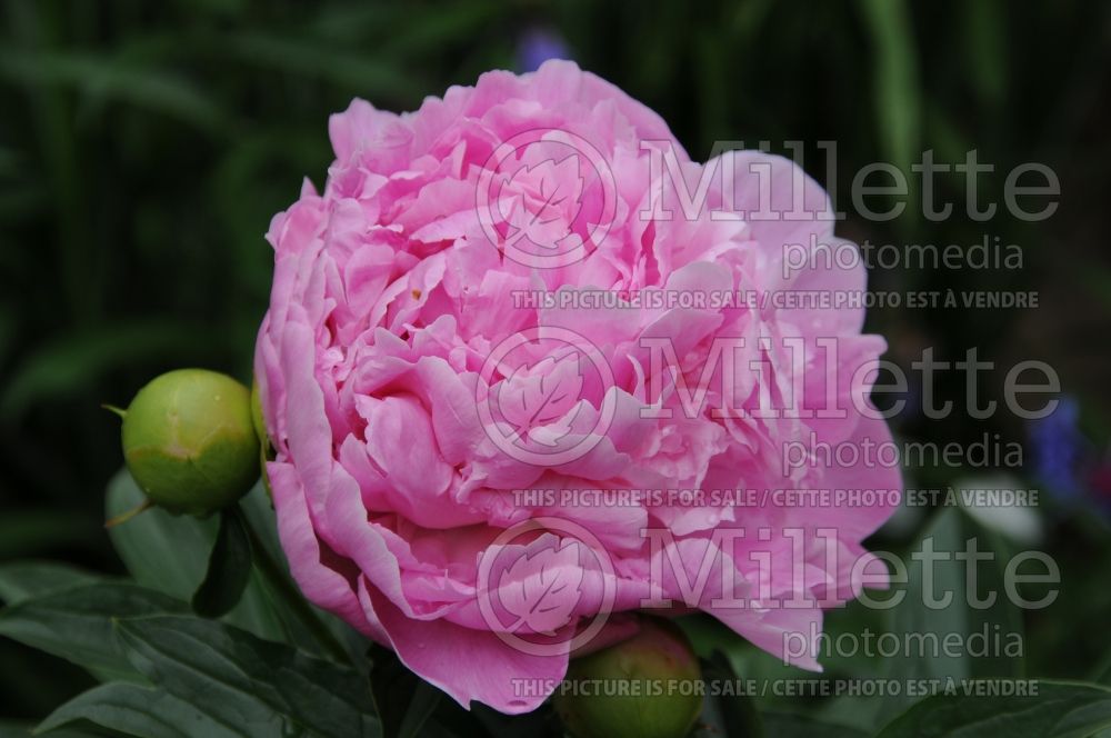 Paeonia Vivid Rose (Peony)  1