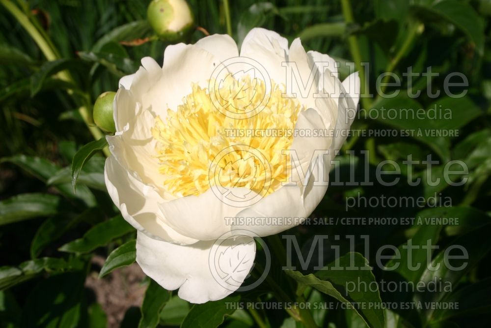 Paeonia White Sands (Peony) 4 