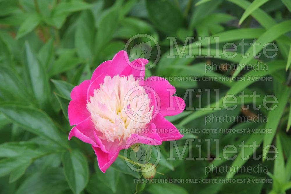 Paeonia White Cap (Peony) 2