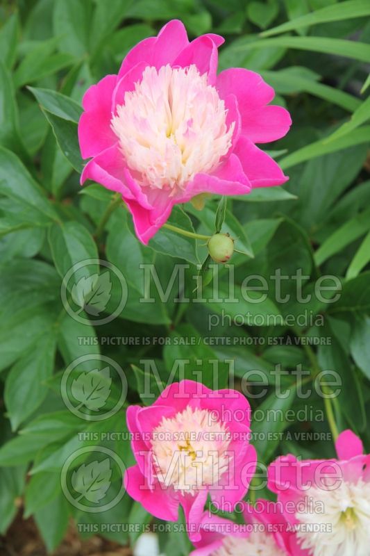 Paeonia White Cap (Peony) 4