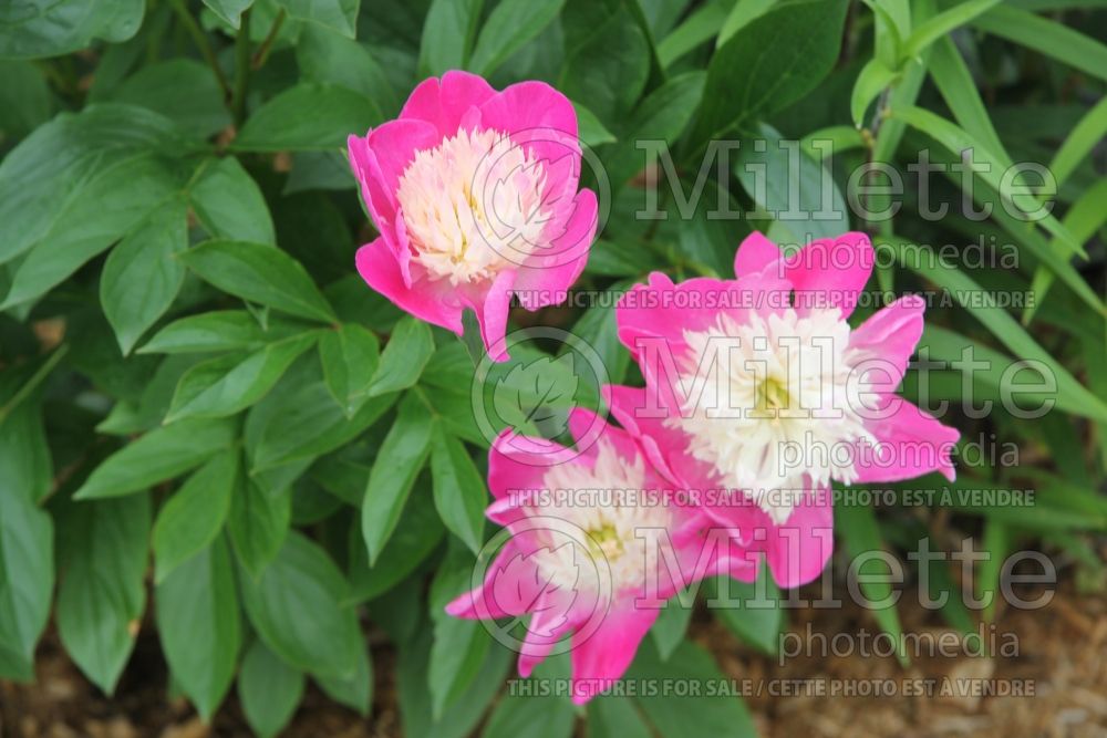 Paeonia White Cap (Peony) 5