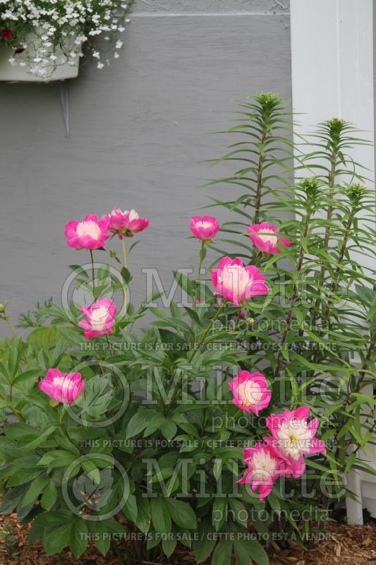 Paeonia White Cap (Peony) 6