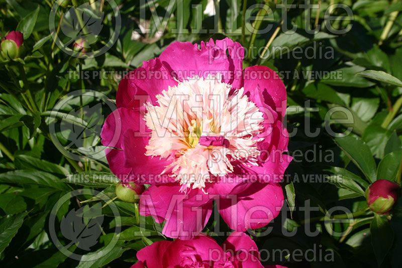 Paeonia White Cap (Peony) 1 