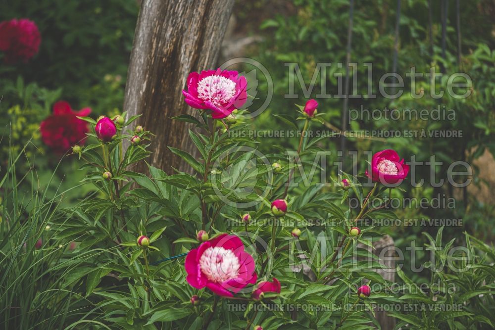 Paeonia White Cap (Peony) 9