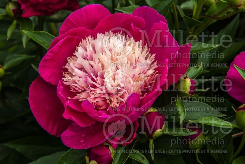 Paeonia White Cap (Peony) 8