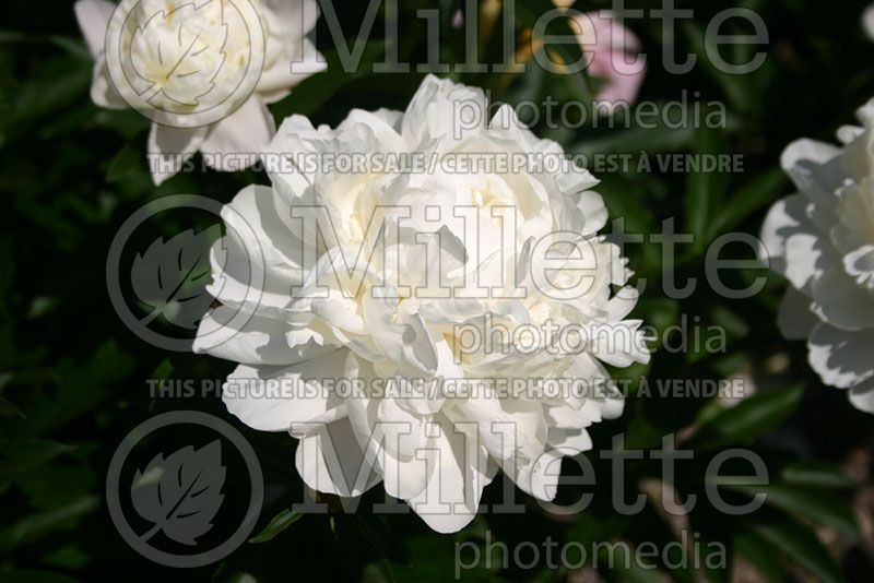 Paeonia White Frost (Peony) 1