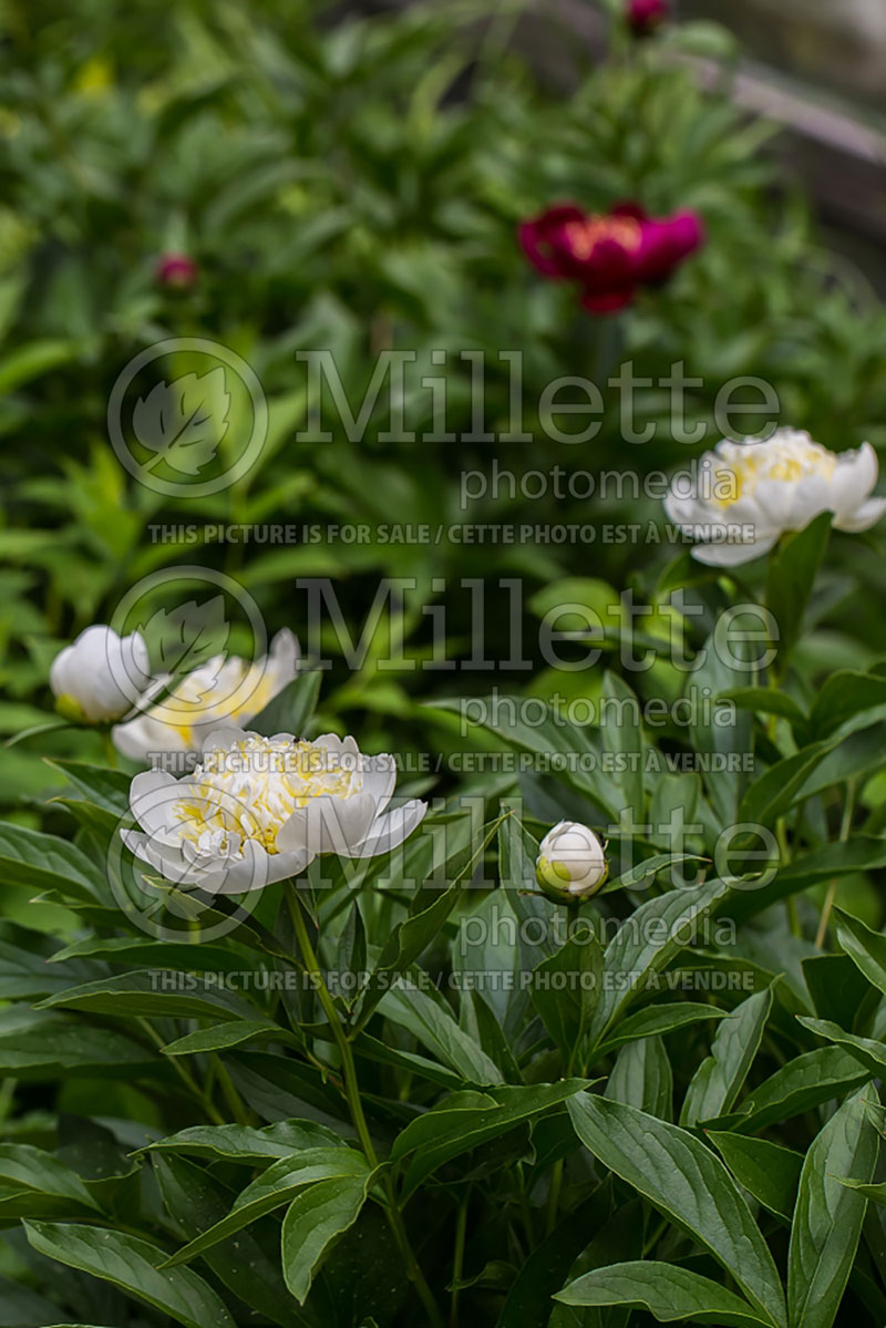 Paeonia White Sands (Peony) 1 