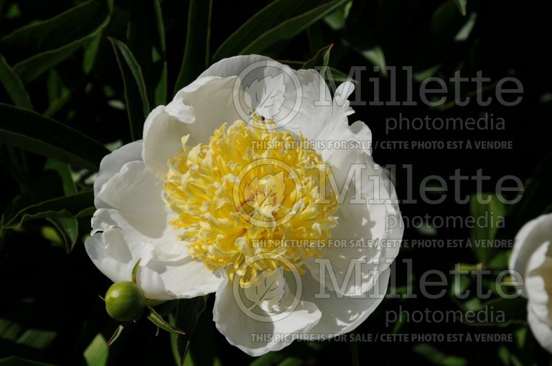 Paeonia White Sands (Peony) 5 