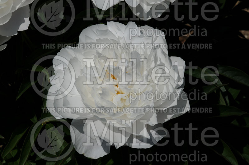 Paeonia White Wicker (Peony) 1 