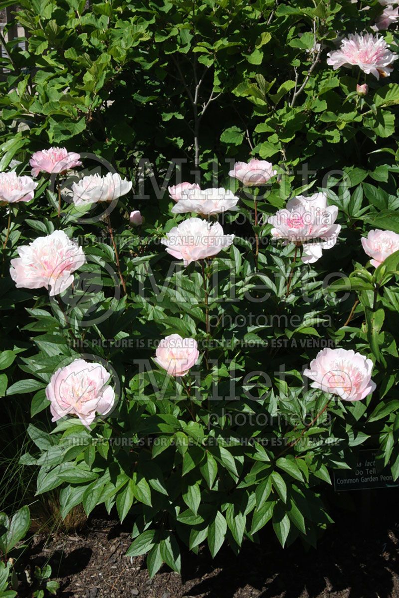 Paeonia Do Tell (Peony) 3 