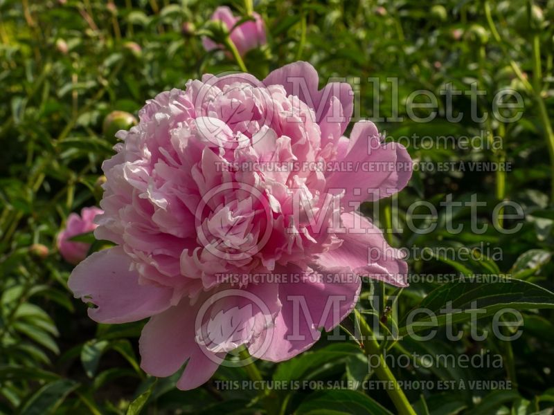 Paeonia Lady Alexandra Duff (Peony) 1 