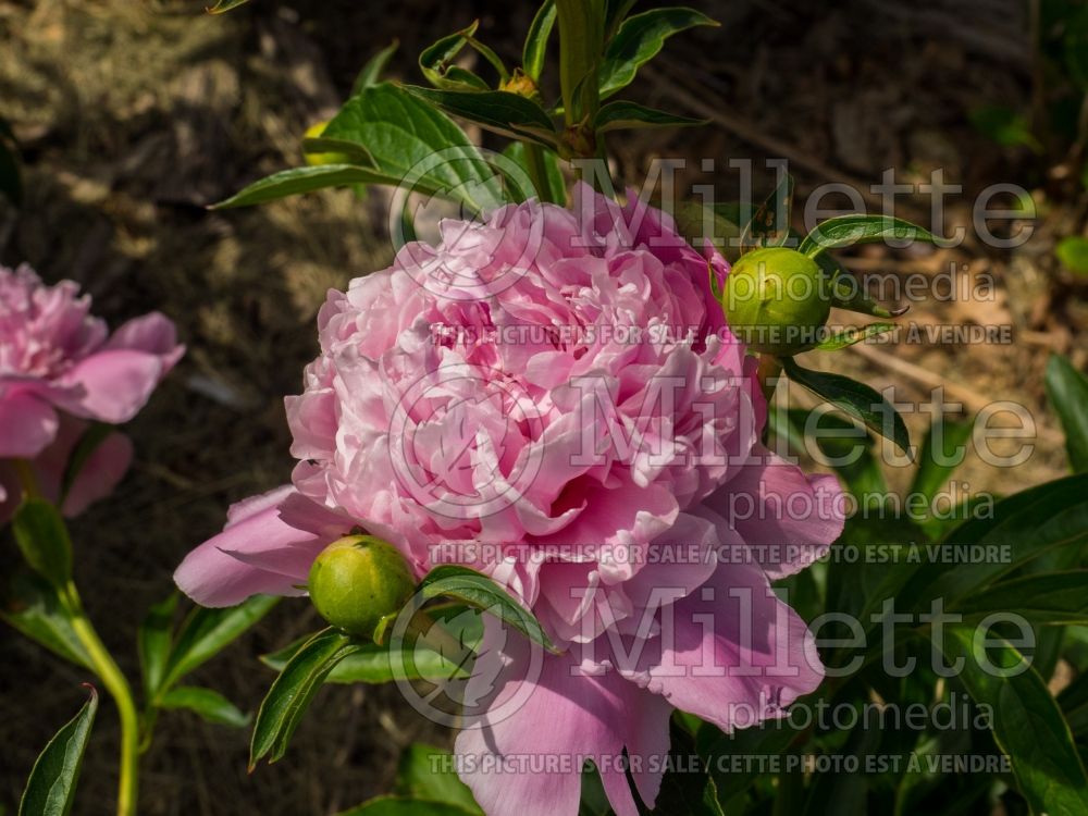 Paeonia Lady Alexandra Duff (Peony) 2 