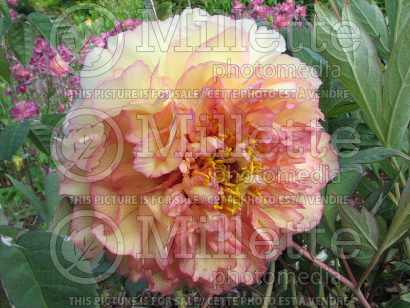 Paeonia Souvenir de Maxime Cornu (Peony) 1  