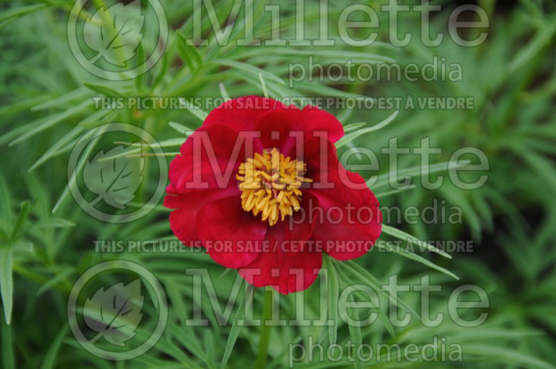 Paeonia Little Red Gem (Peony) 1  