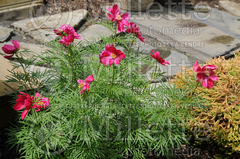 Paeonia Little Red Gem (Peony) 2 