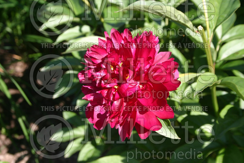 Paeonia Louis Joliet (Peony) 1  