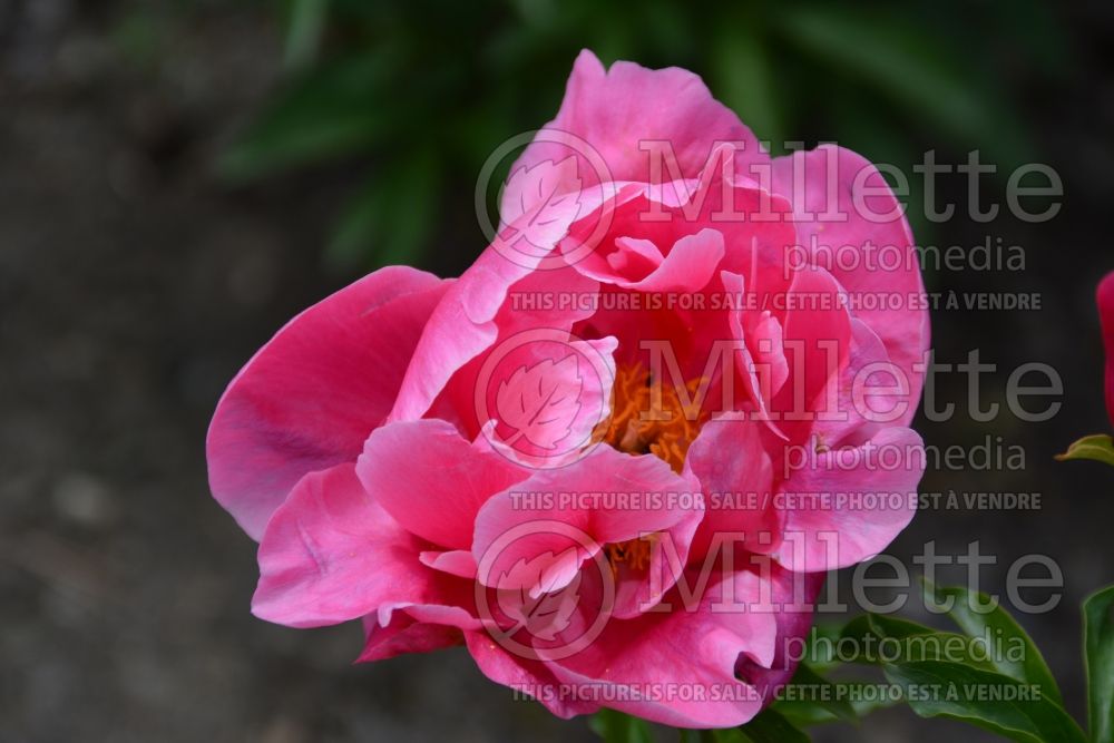 Paeonia Lovely Rose (Peony) 1 