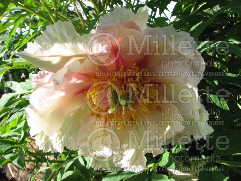 Paeonia Helene Martin (Peony) 1