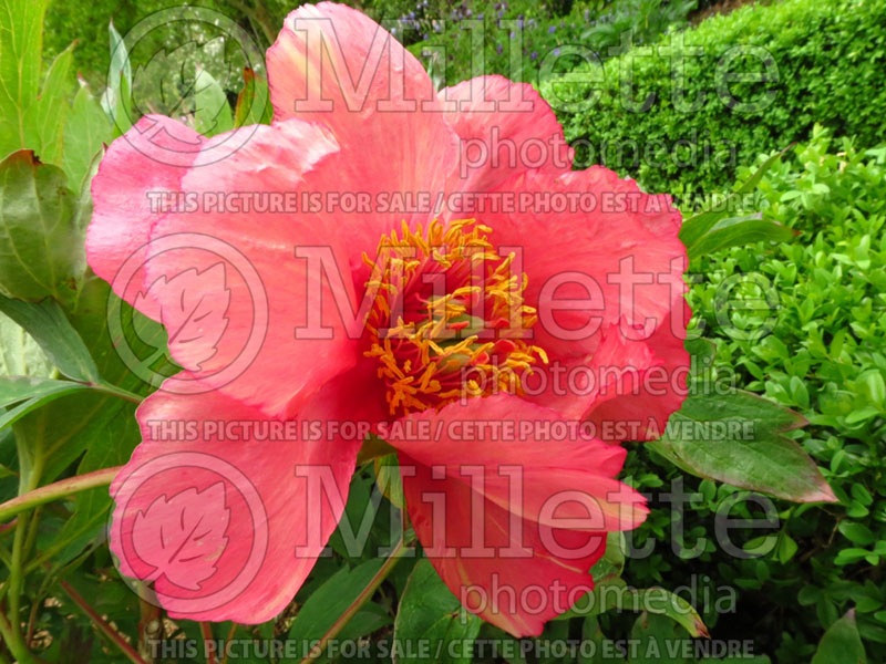 Paeonia L'Aurore (Peony) 1  