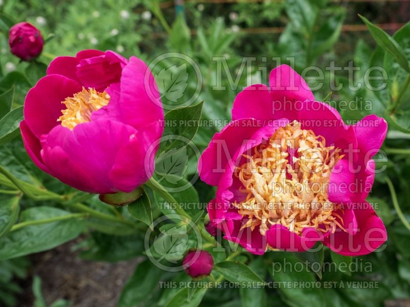 Paeonia Maxcine Wolfe (Peony) 1 